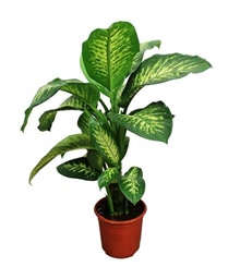 Dieffenbachia Tropic Snow